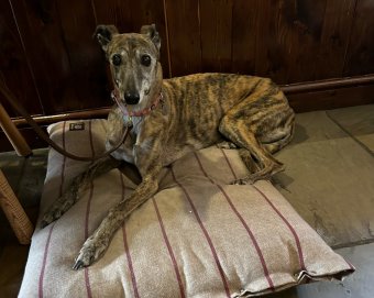 Rosie, an ex-racing Greyhound, enjoying her retirement years in the bar.
